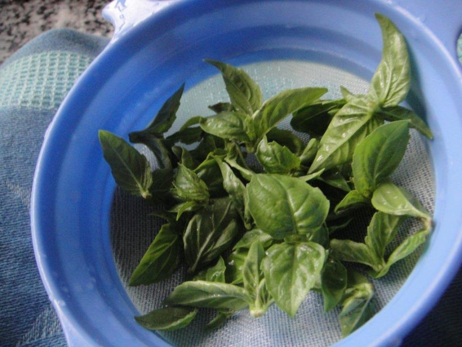 Basil leaves being washed