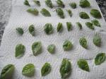 Basil_leaves2