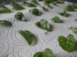 Basil_leaves