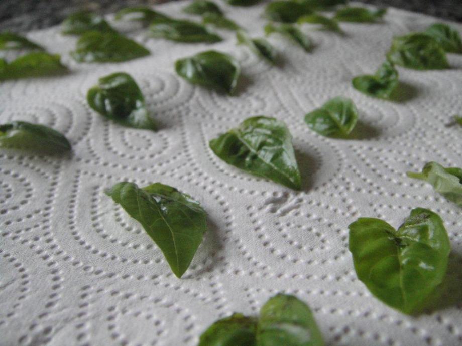 Basil leaves