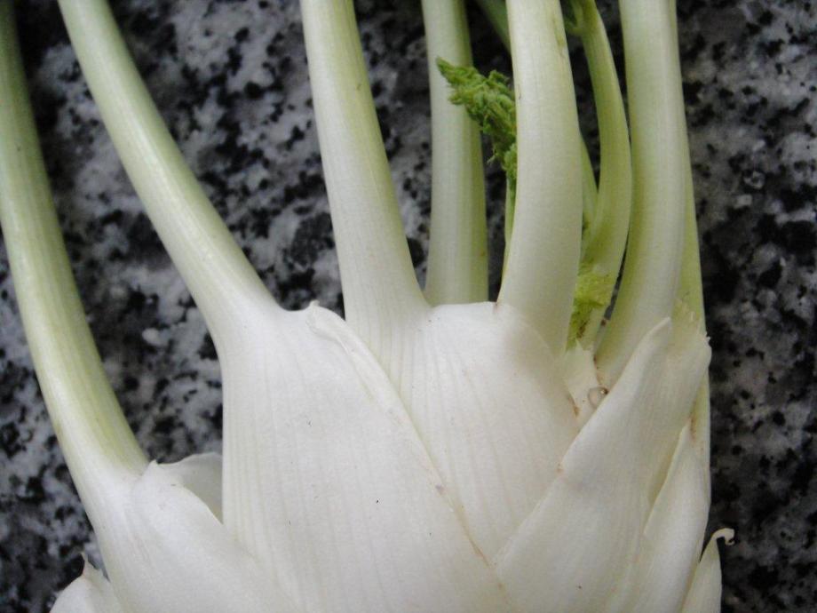 Fennel in close up