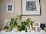 Fennel on shelves