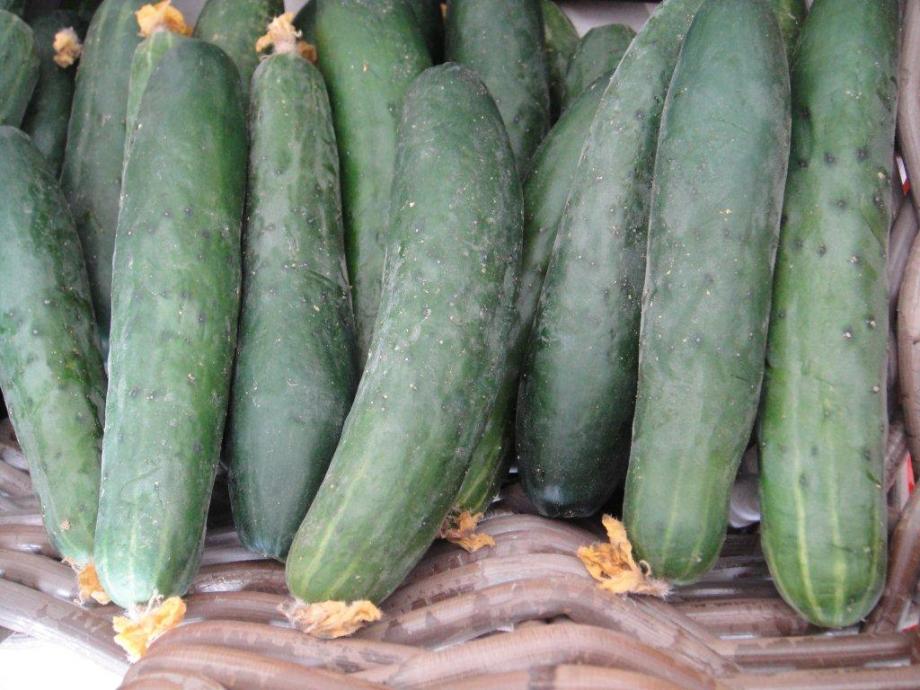 cucumber