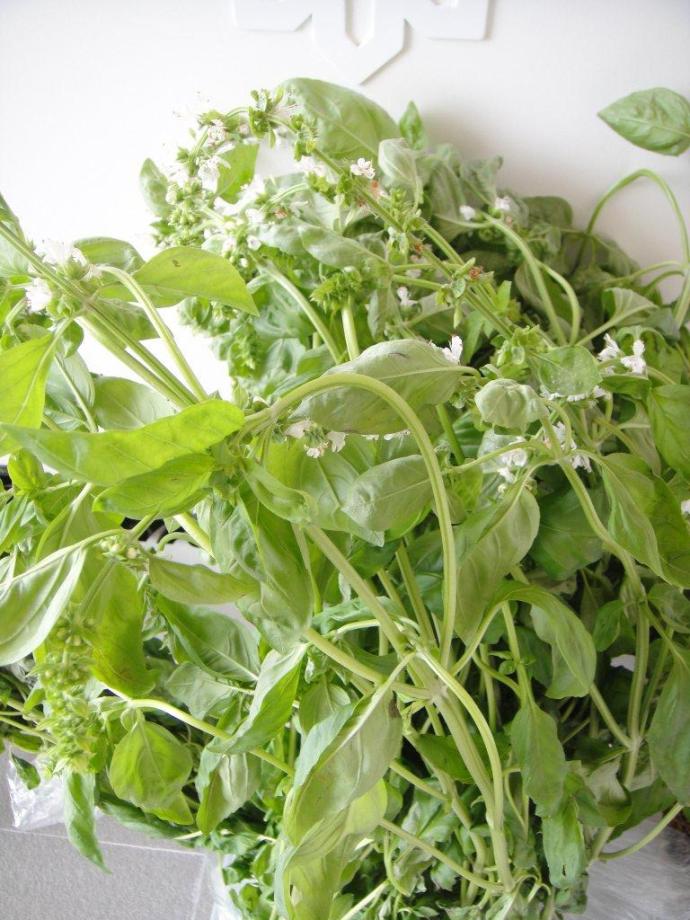 basil