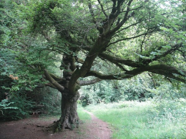 A tree in Cranham woods