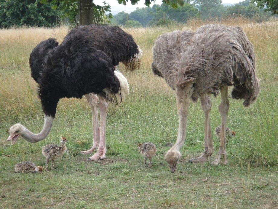 Baby ostrich