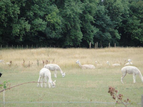 alpacas