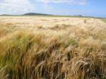 Barley grown for Kilchoman