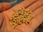 Unmalted barley