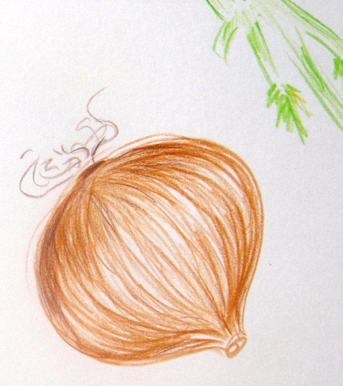 Illustration onion