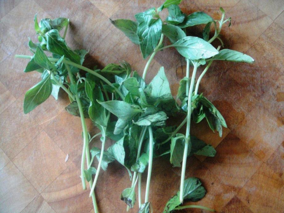 Thai basil