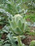 organic artichoke