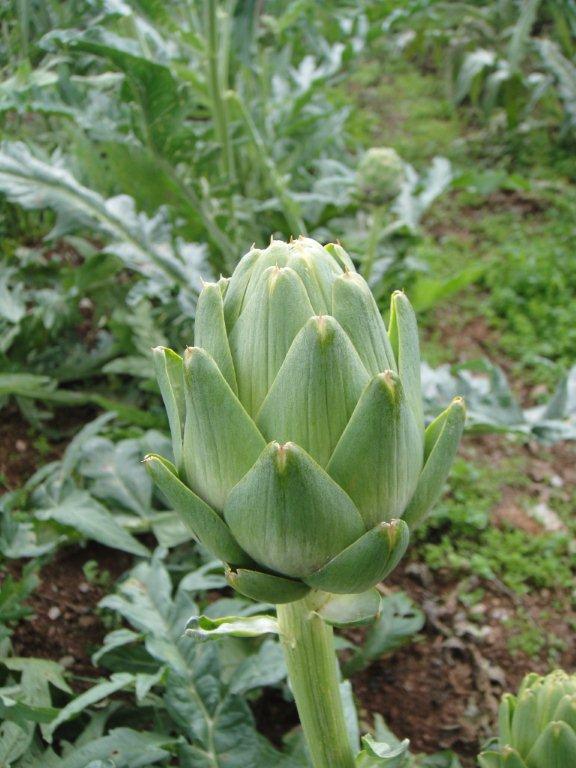 Riverford (3) organic artichoke