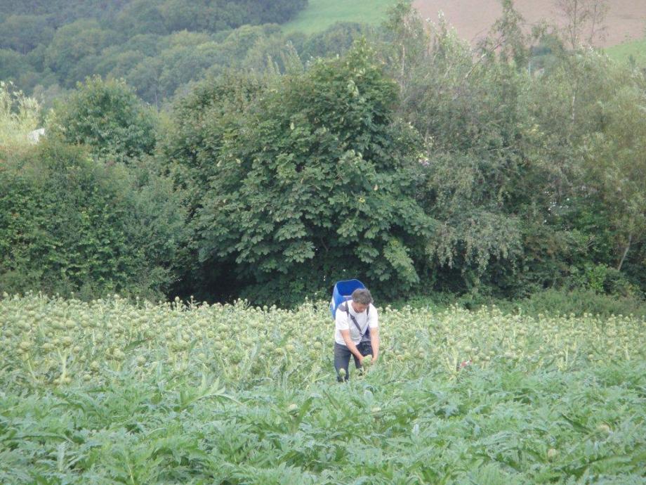 Guy Watson picking artichokes