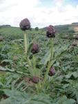 Purple artichokes