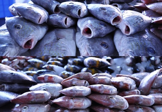 fish at the Deira fish market Dubai