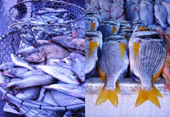 Yellowfin sea bream at Deira fish market Dubai