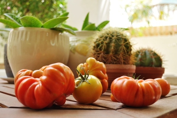 Tomatoes ripening outside on the table