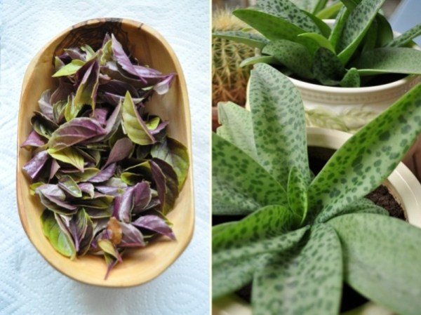 Purple basil and plants from my garden