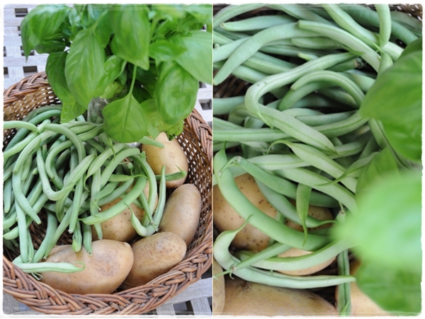 beans, basil and potatoes