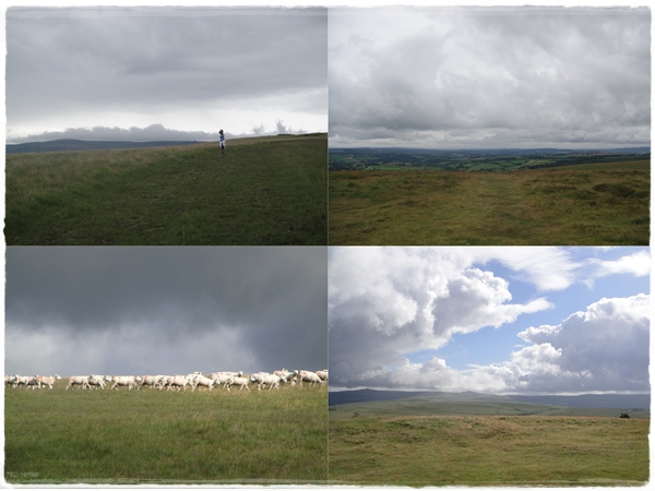 Skies and sheep