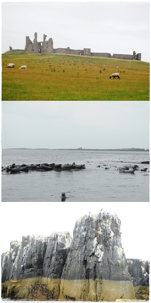 Farne Islands