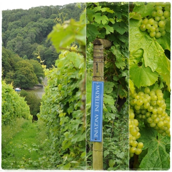 Sharpham vines