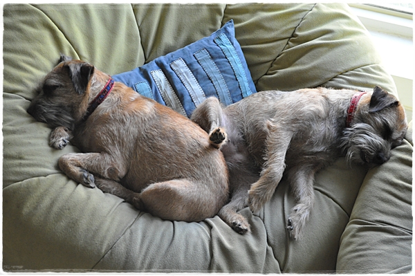 Dogs Hazel and Rosie