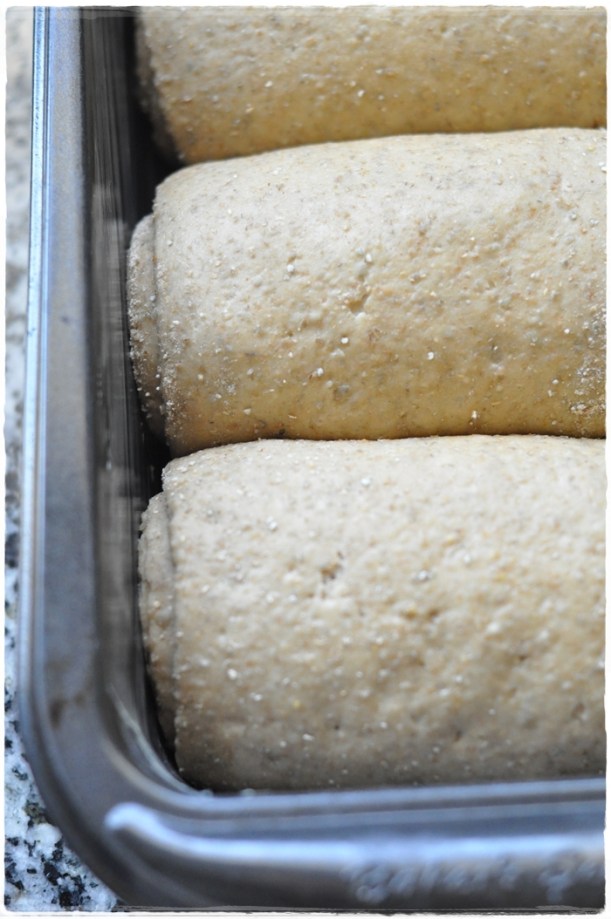 Tangzhong dough after second rise