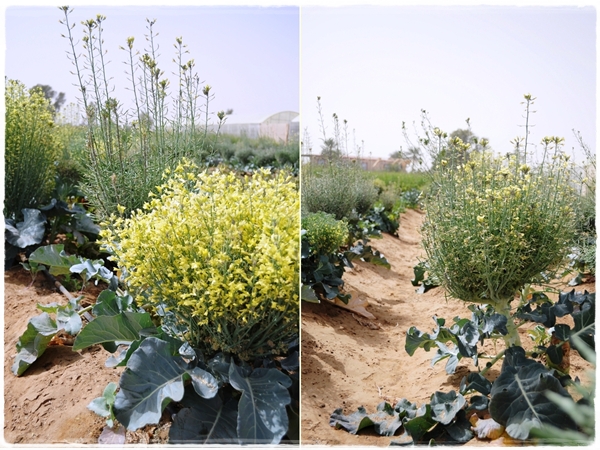 Broccoli gone to seed