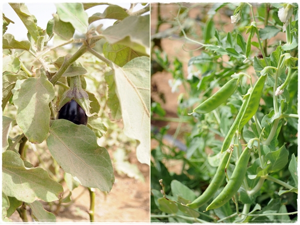 aubergine and peas