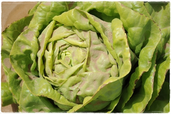 Organic lettuce covered in sand