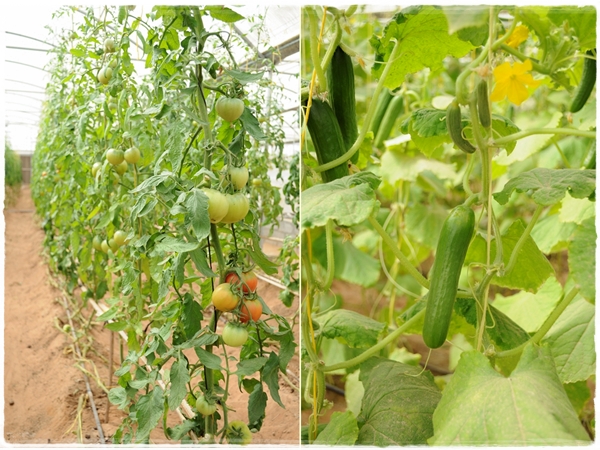 Tomatoes and cucumbers
