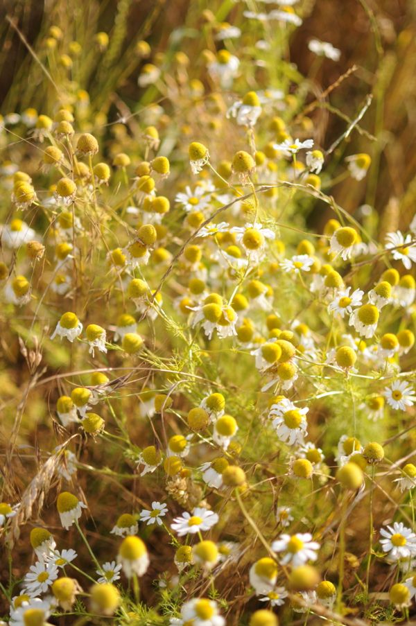 Wild flowers in corn field