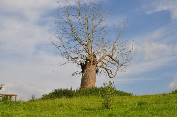 The whomping willow?!