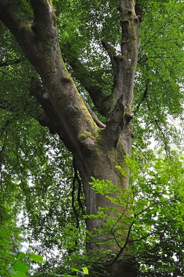 Tree on the Bathhurst estate