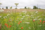 Wild flowers left in a swathe at the field's edge