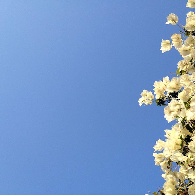 Clean. Blue sky, early morning after rain.