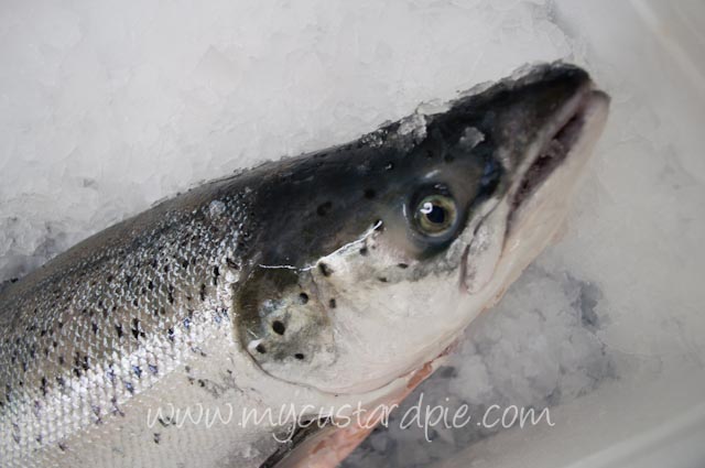 fresh salmon on ice
