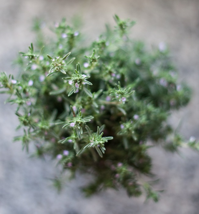 thyme