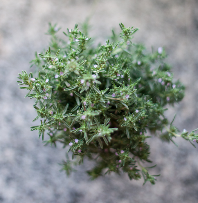 thyme