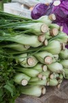 Fennel – My Custard&nbsp;Pie-2-3