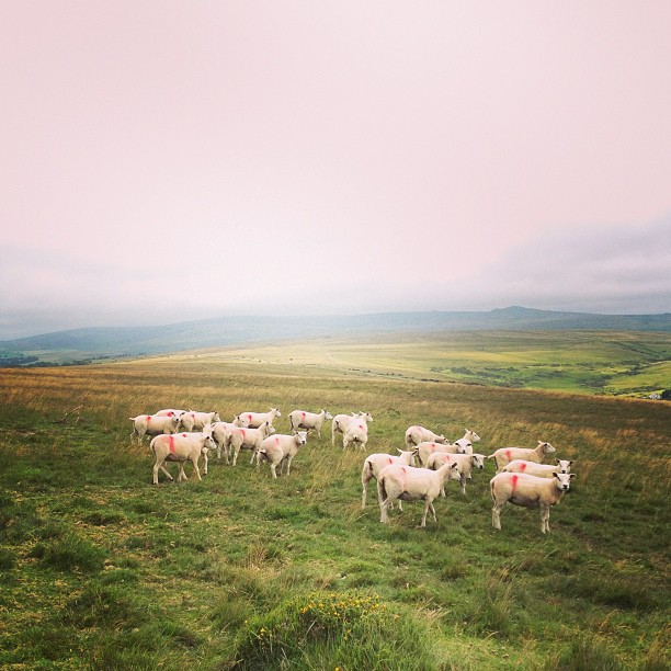 In the background. Dartmoor