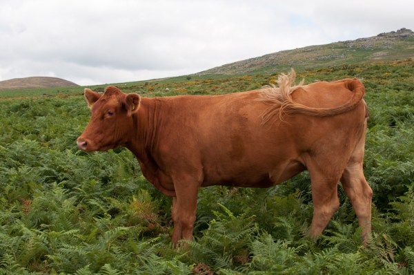 cow on Dartmoor - MyCustardPie.com