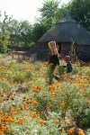 Marigolds in Rajasthan-mycustardpie