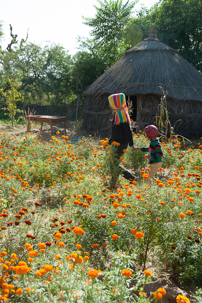 Marigolds in Rajasthan-mycustardpie