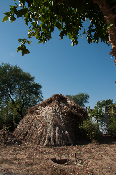 Marigolds in Rajasthan-mycustardpie