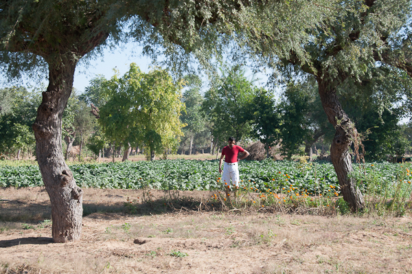 Marigolds in Rajasthan-mycustardpie