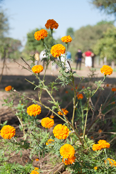 Marigolds in Rajasthan-mycustardpie