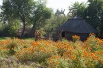 Marigolds in Rajasthan-mycustardpie